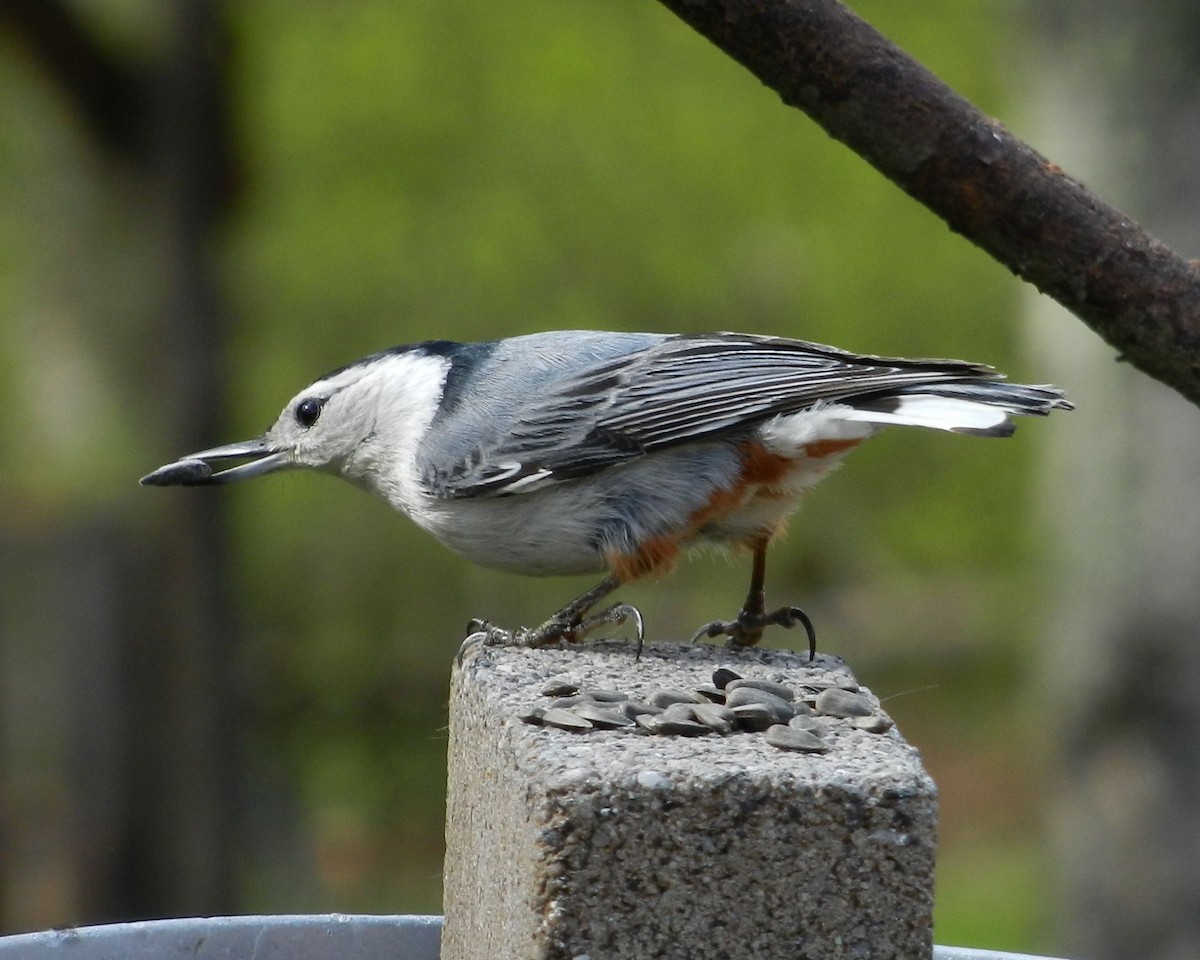 White-breasted Nuthatch - ML57075601