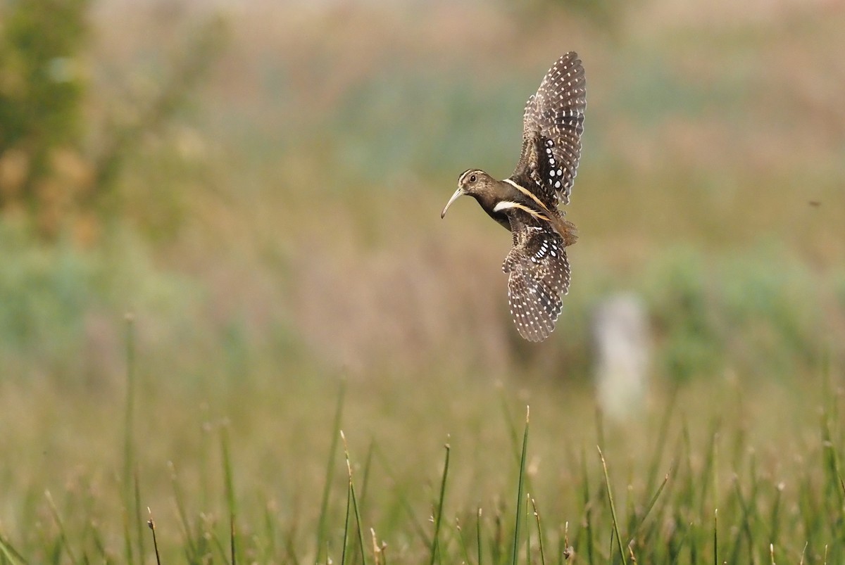 South American Painted-Snipe - ML570756721