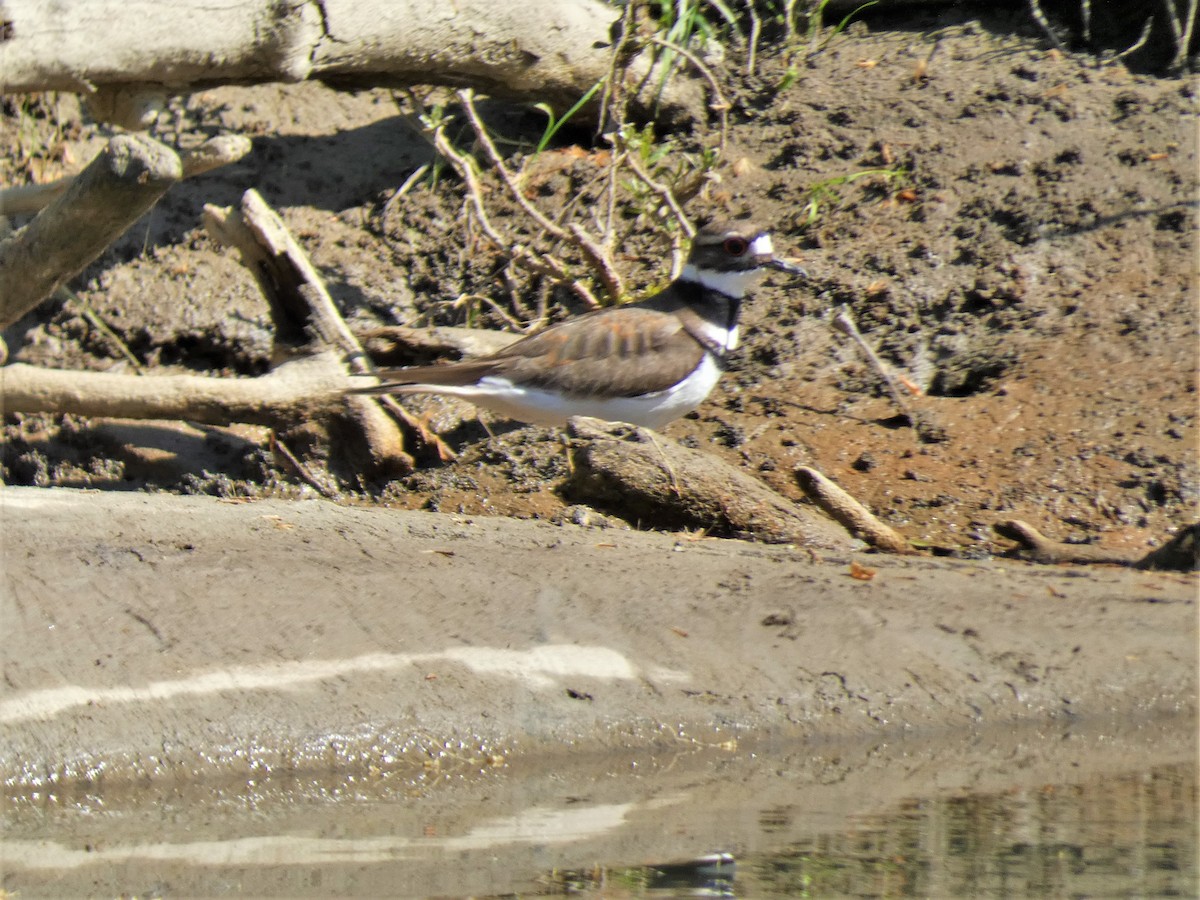 Killdeer - ML570757151