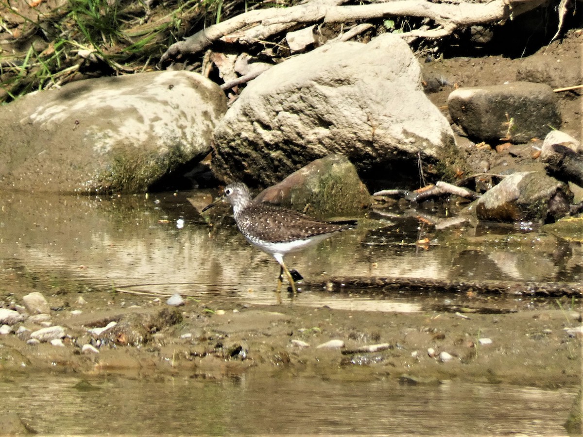 Solitary Sandpiper - ML570757251