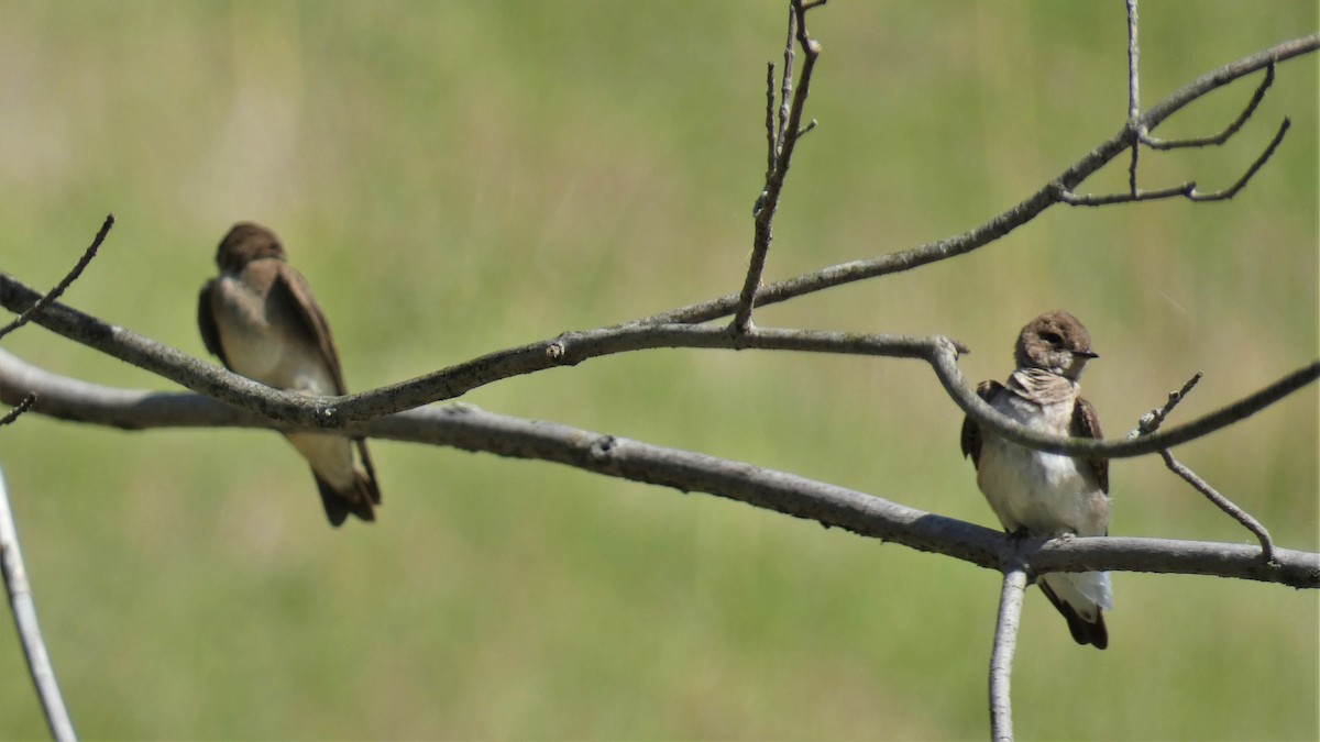 Northern Rough-winged Swallow - ML570757851