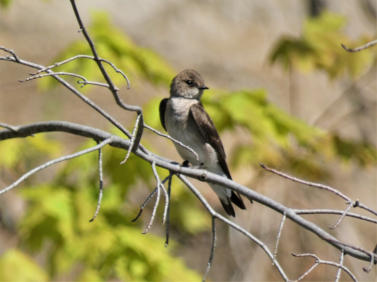 Hirondelle à ailes hérissées - ML570757861