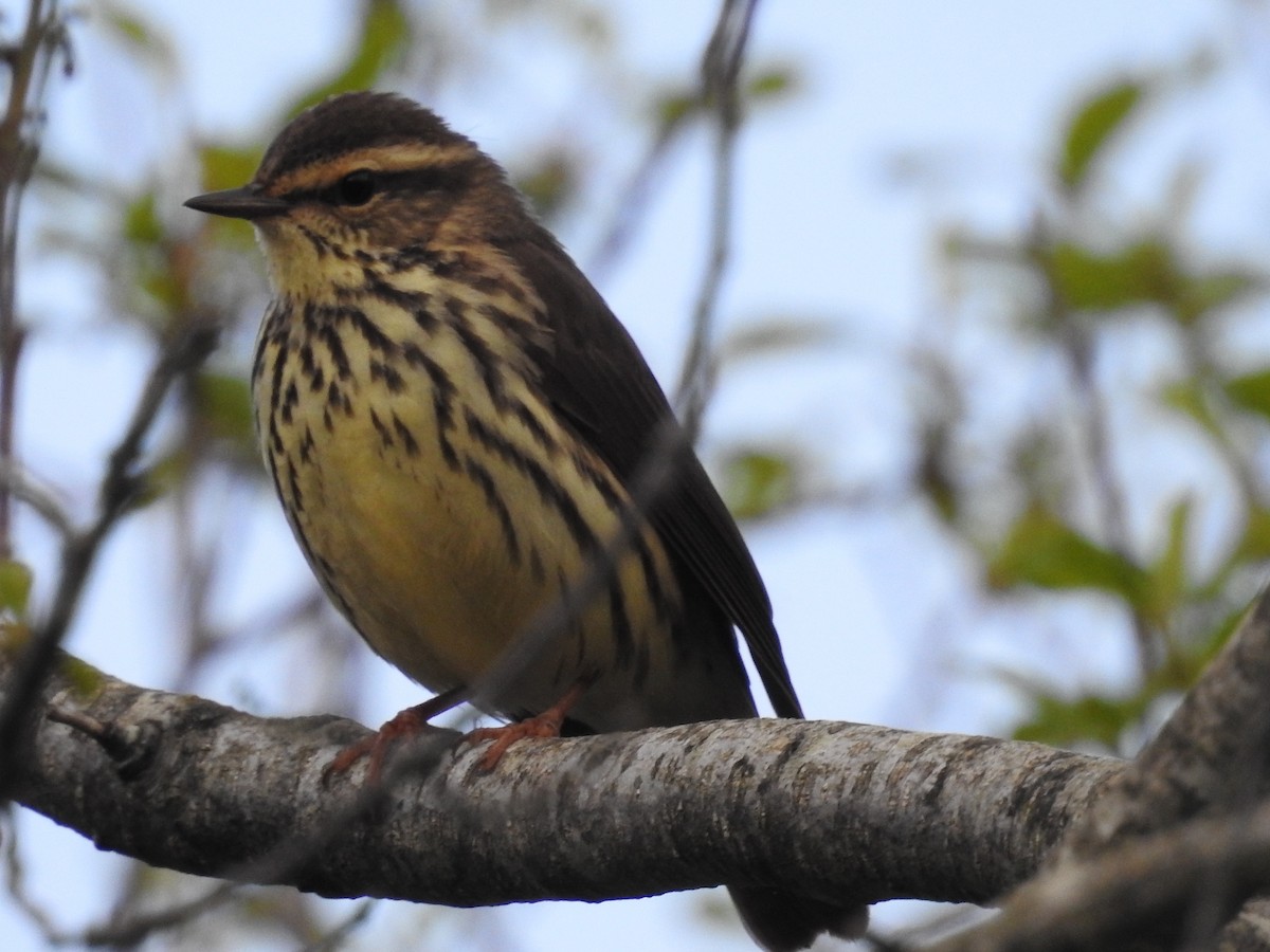 Northern Waterthrush - ML570758781