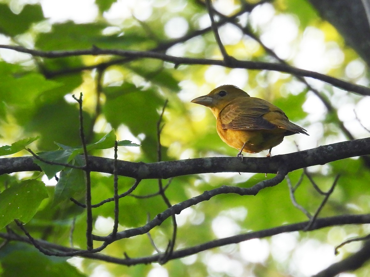 Summer Tanager - ML570758971