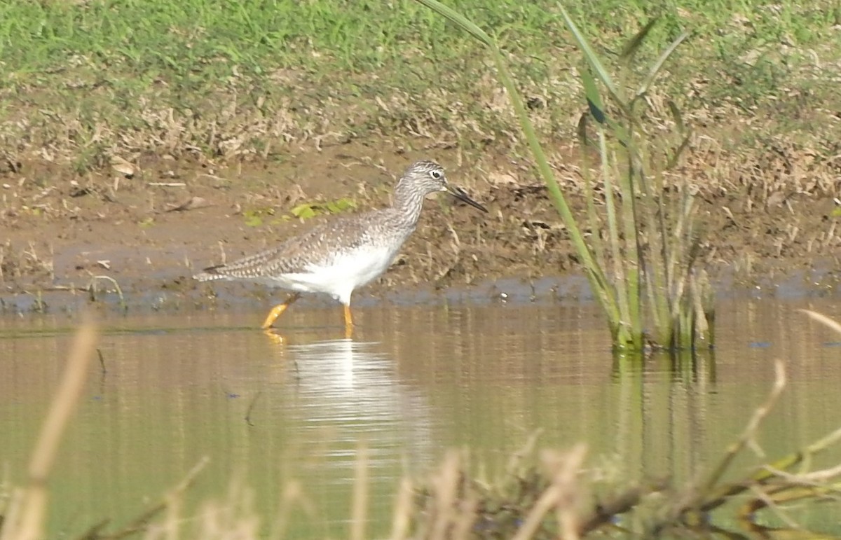 Greater Yellowlegs - ML570760021