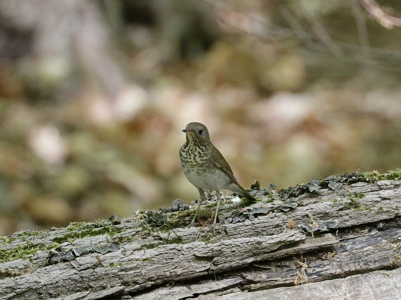 Gray-cheeked Thrush - Mike Lee