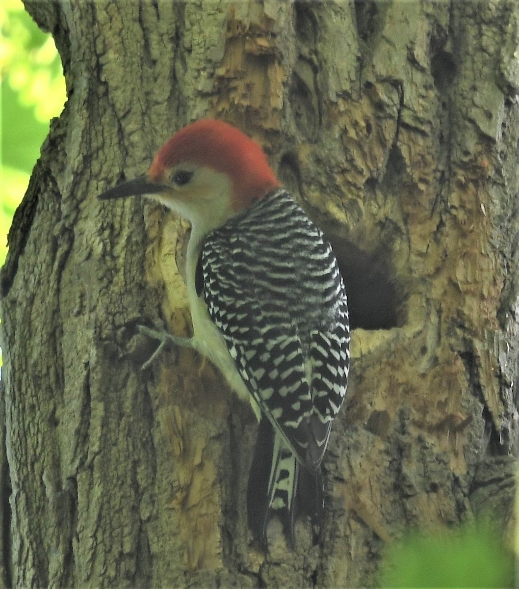 Red-bellied Woodpecker - ML570761661