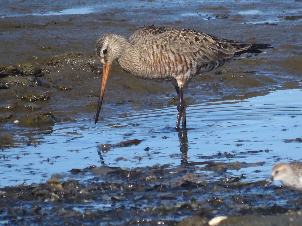 Hudsonian Godwit - ML570762701