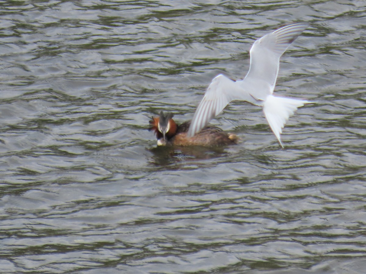 Great Crested Grebe - ML570762991