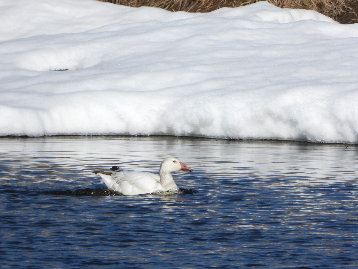 Snow Goose - ML570763551