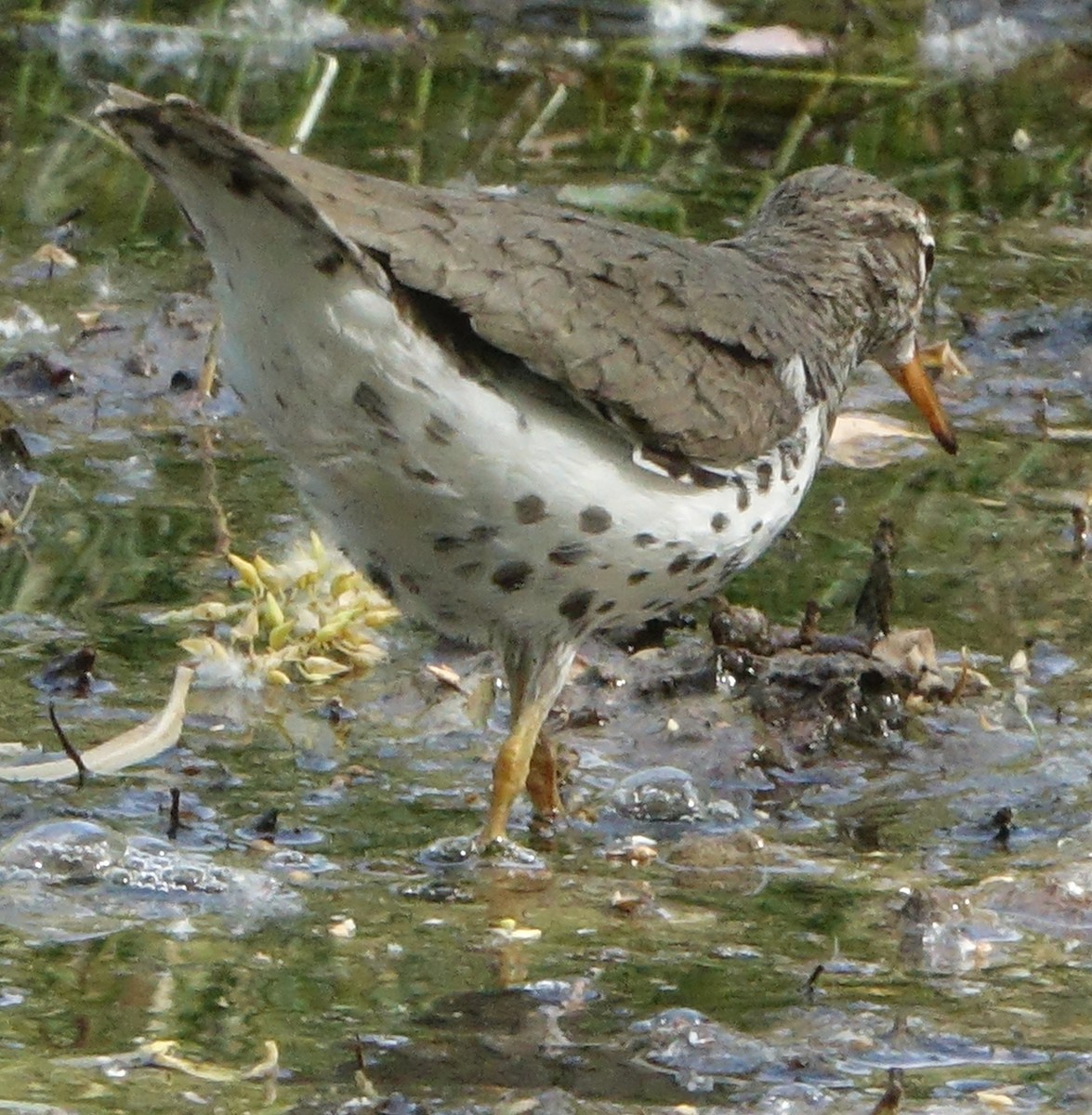 Spotted Sandpiper - ML570763871