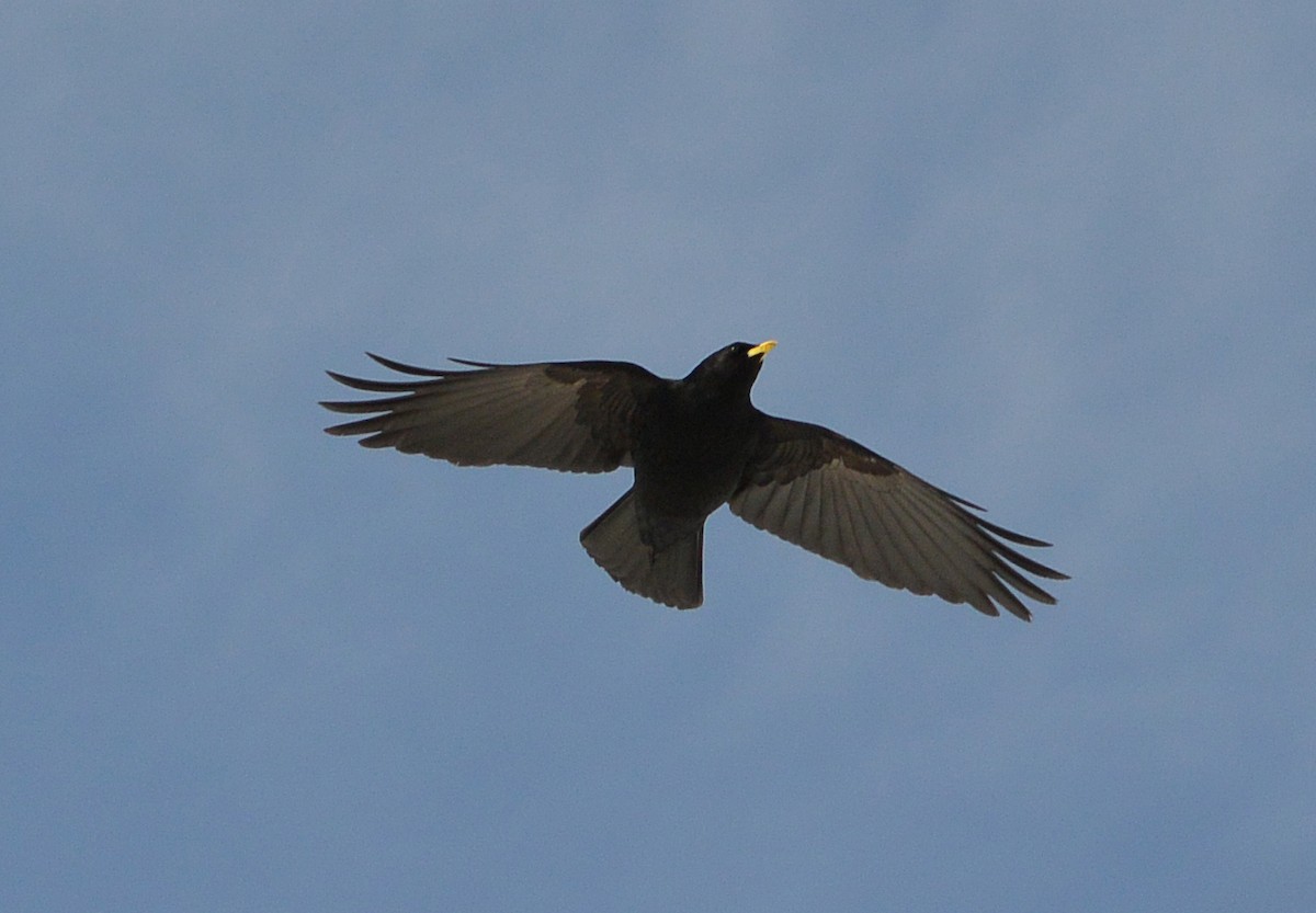 Yellow-billed Chough - ML570764021