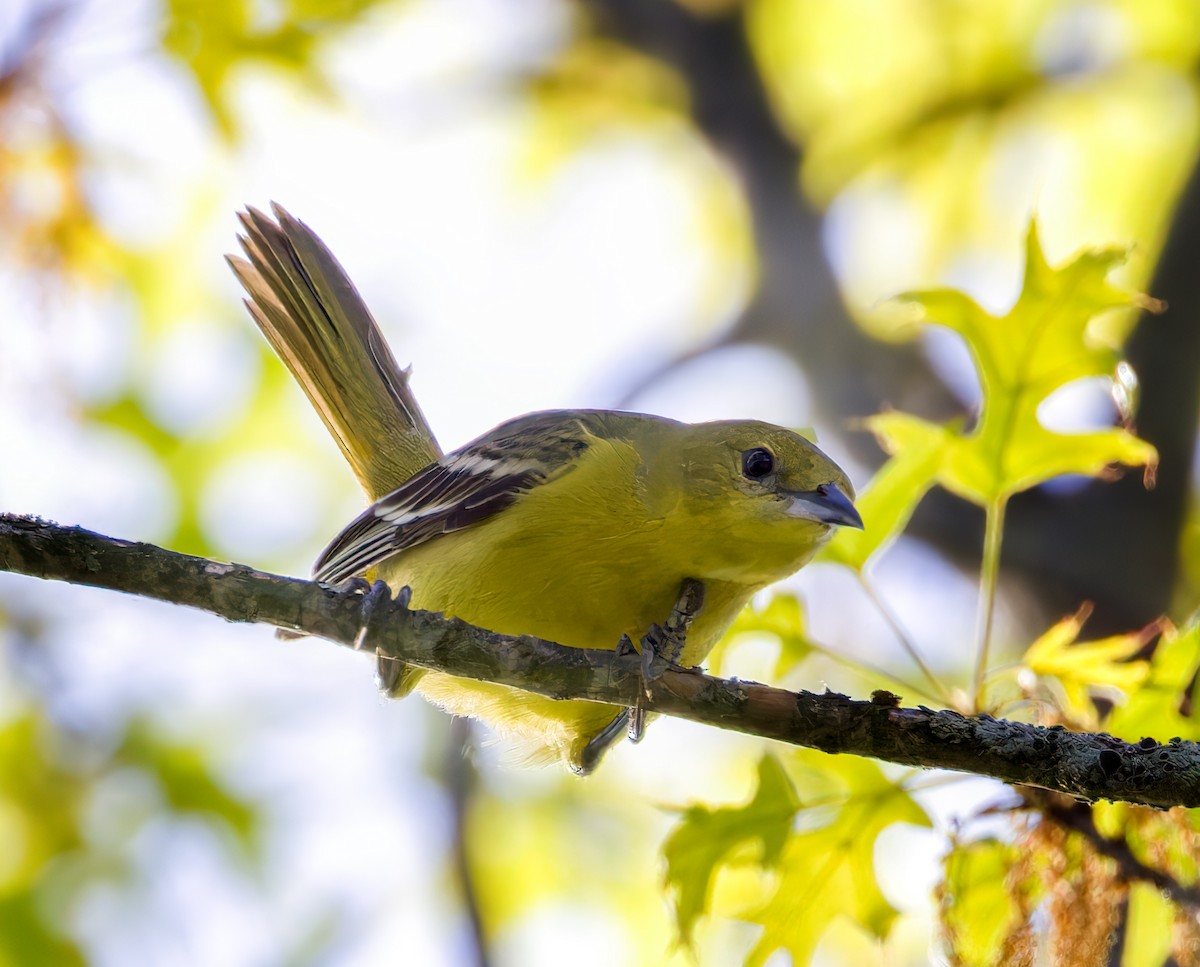 Orchard Oriole - ML570764461