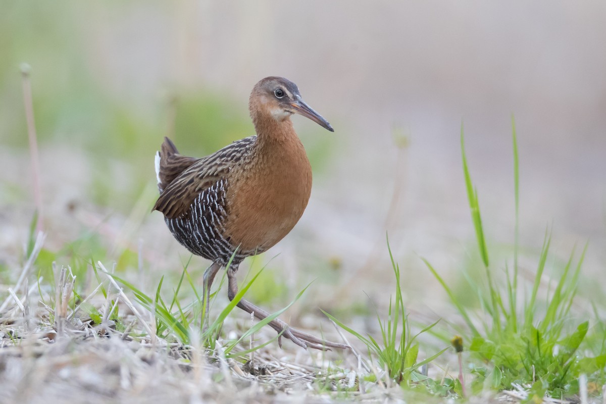 King Rail - County Lister Brendan