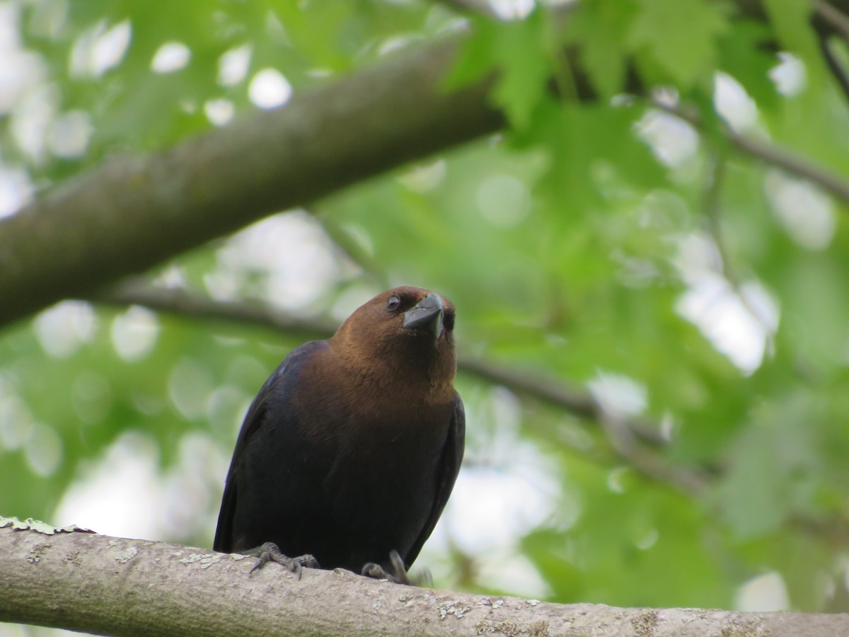 Brown-headed Cowbird - Thomas F