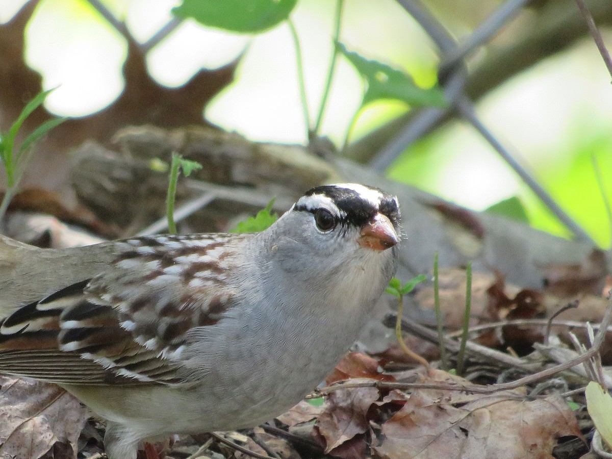 White-crowned Sparrow - Thomas F