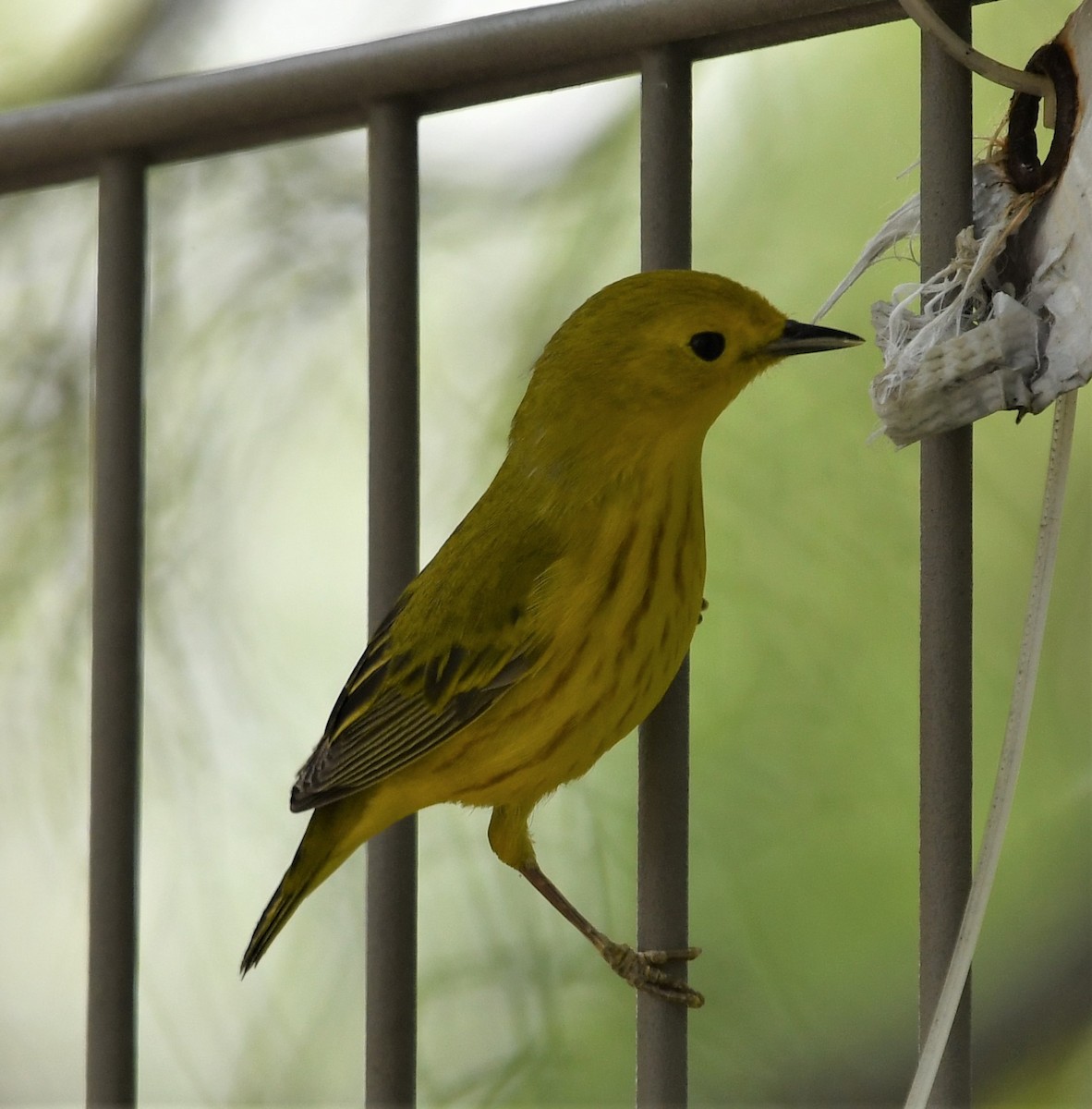 Yellow Warbler - ML570767411