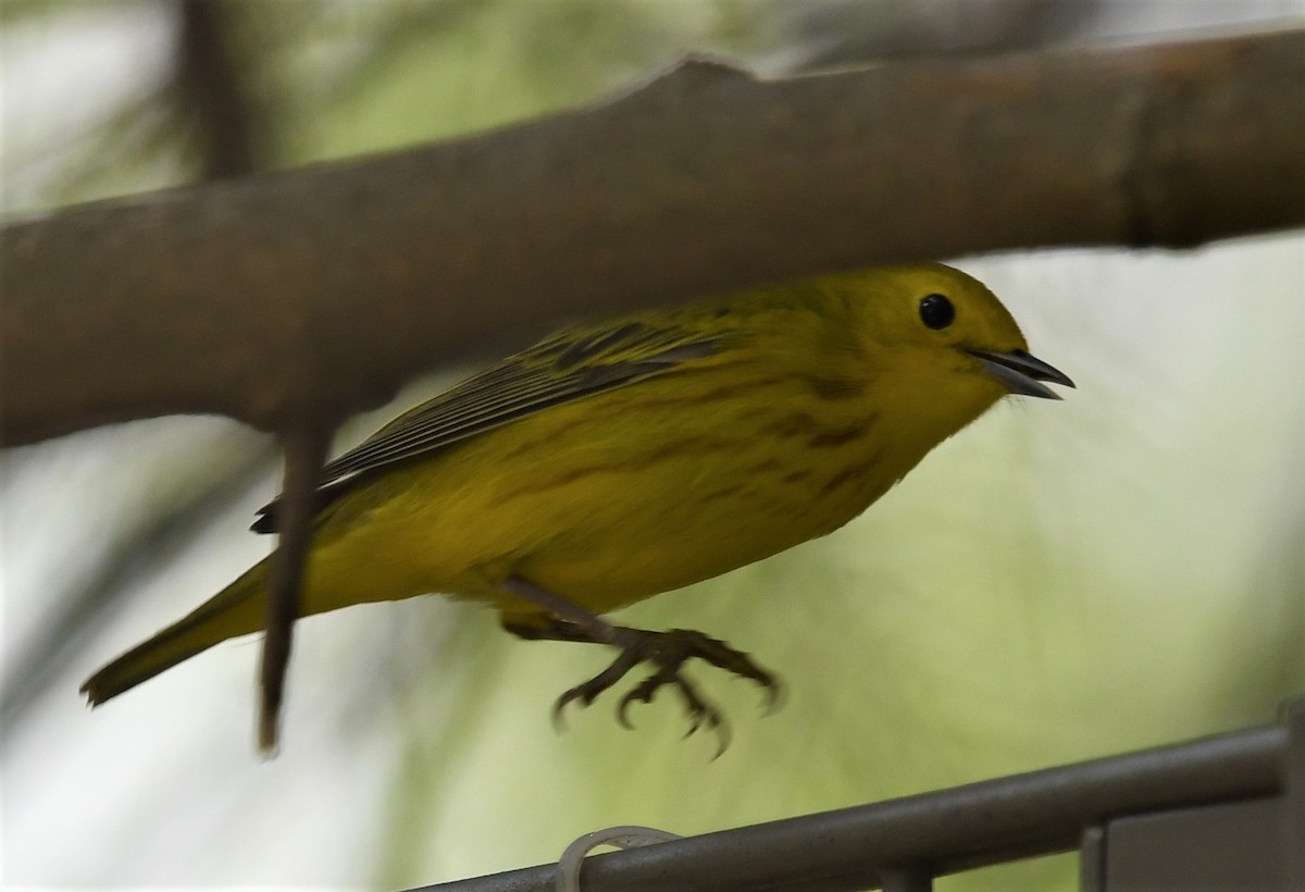 Yellow Warbler - ML570767431