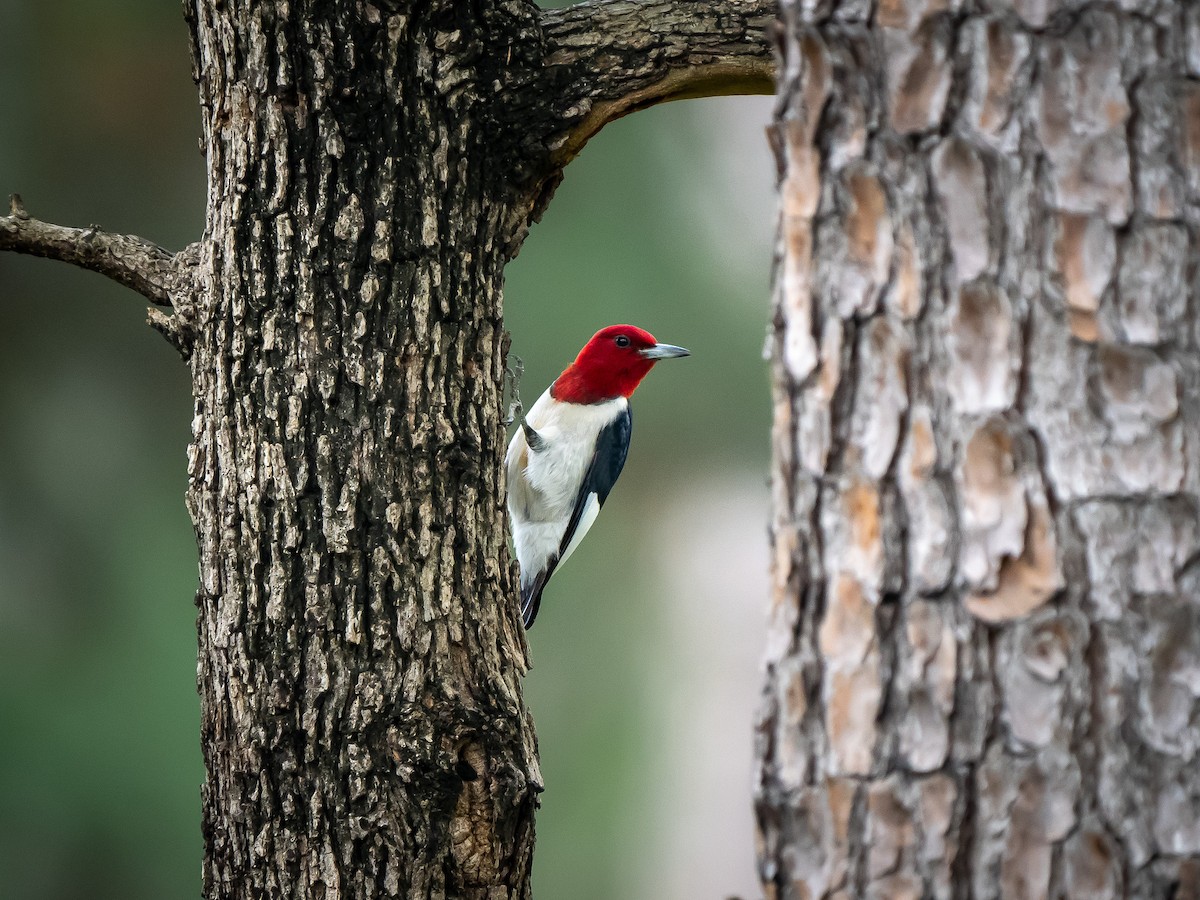Red-headed Woodpecker - Mickey Grebe