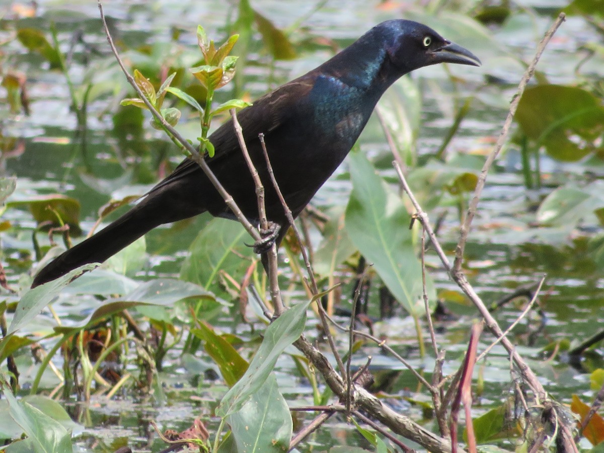 Common Grackle - Thomas F