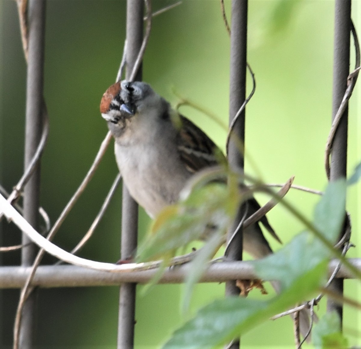 Chipping Sparrow - ML570767581