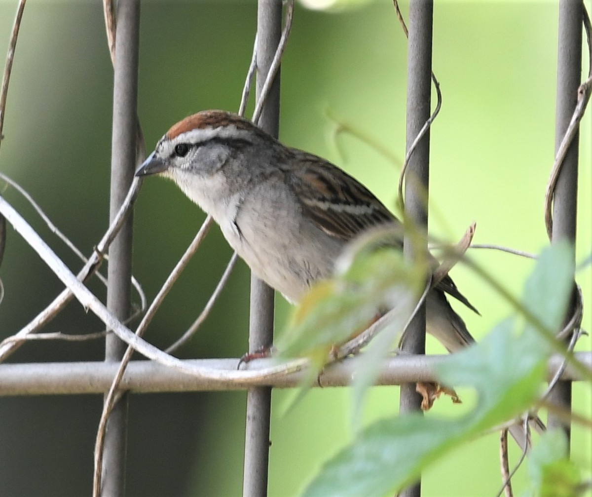 Chipping Sparrow - ML570767591