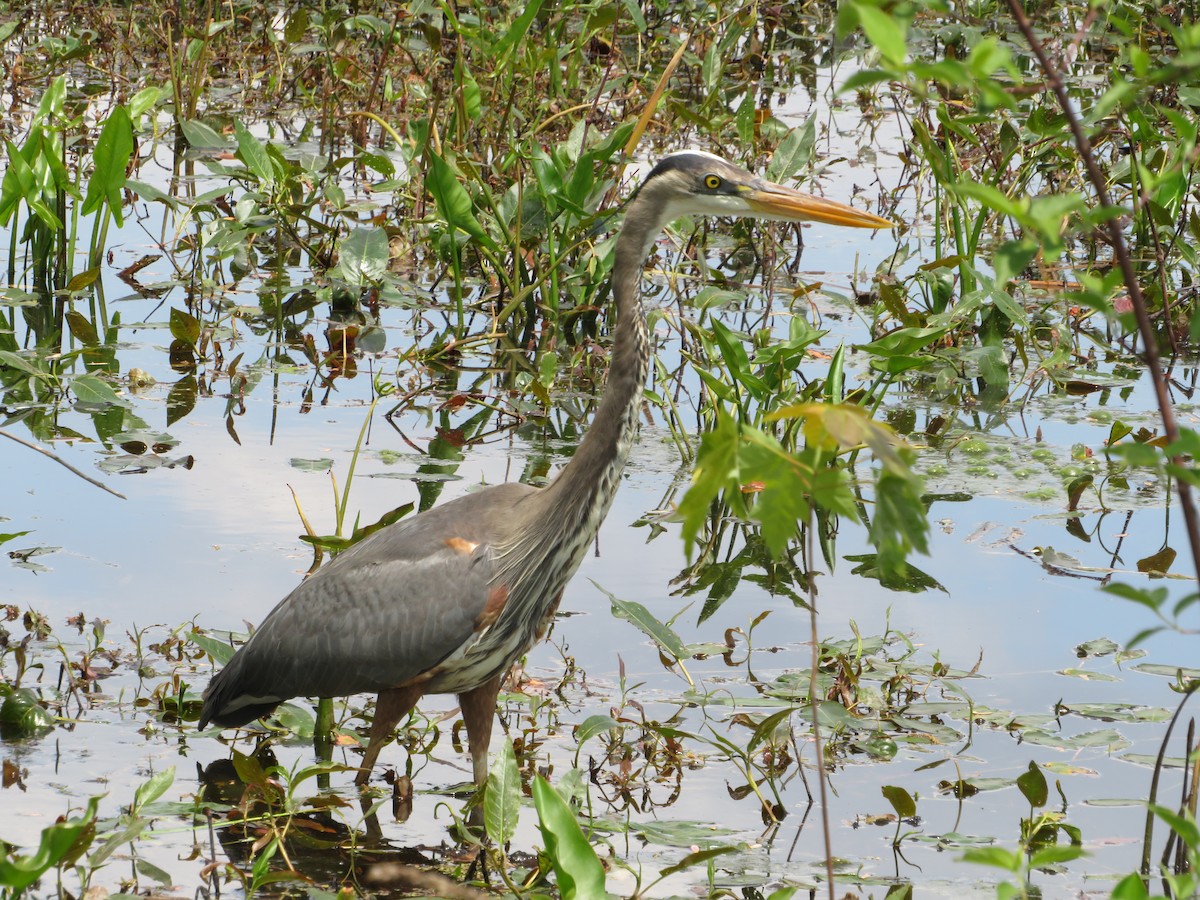 Great Blue Heron - ML570767731