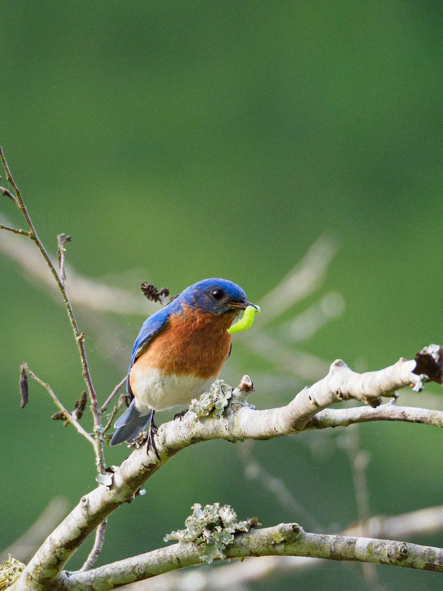 Eastern Bluebird - Robert Priddy