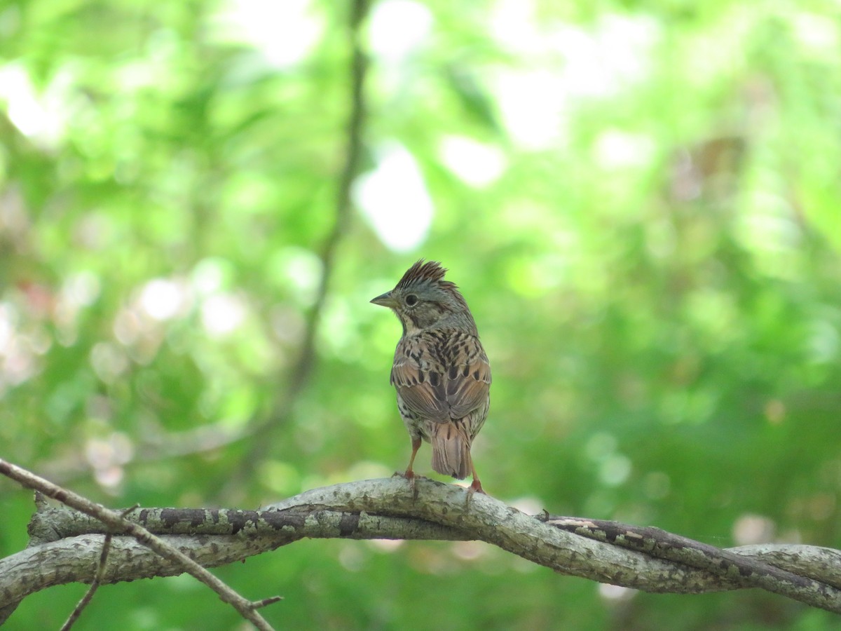 Lincoln's Sparrow - Thomas F