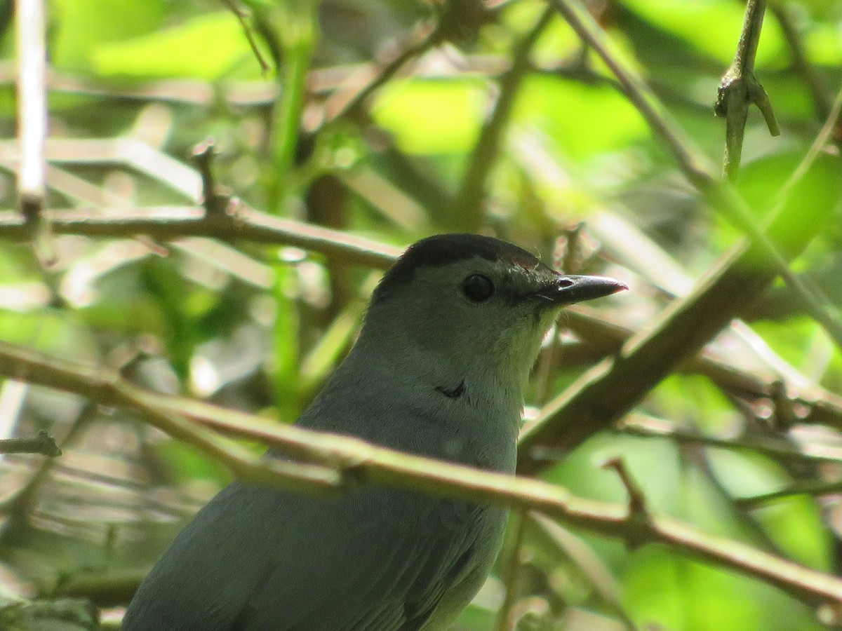 Gray Catbird - Thomas F