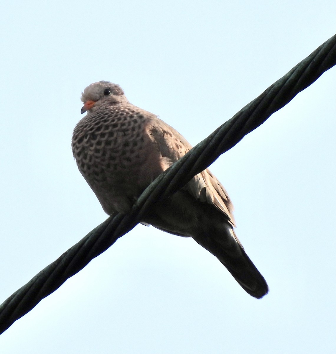 Common Ground Dove - ML570770091