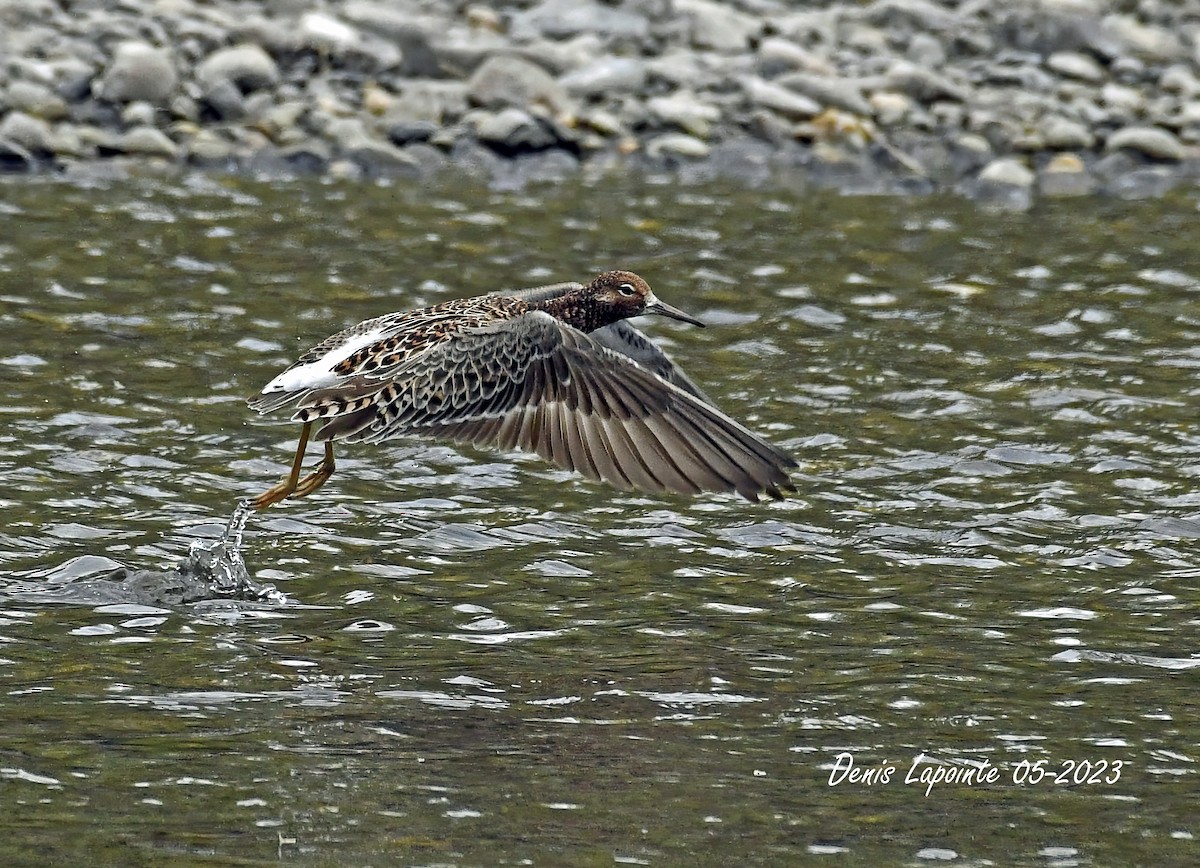 Ruff - Denis Lapointe