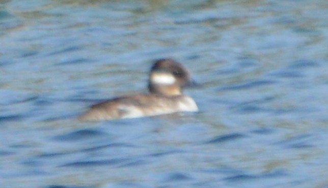 Bufflehead - ML57077041