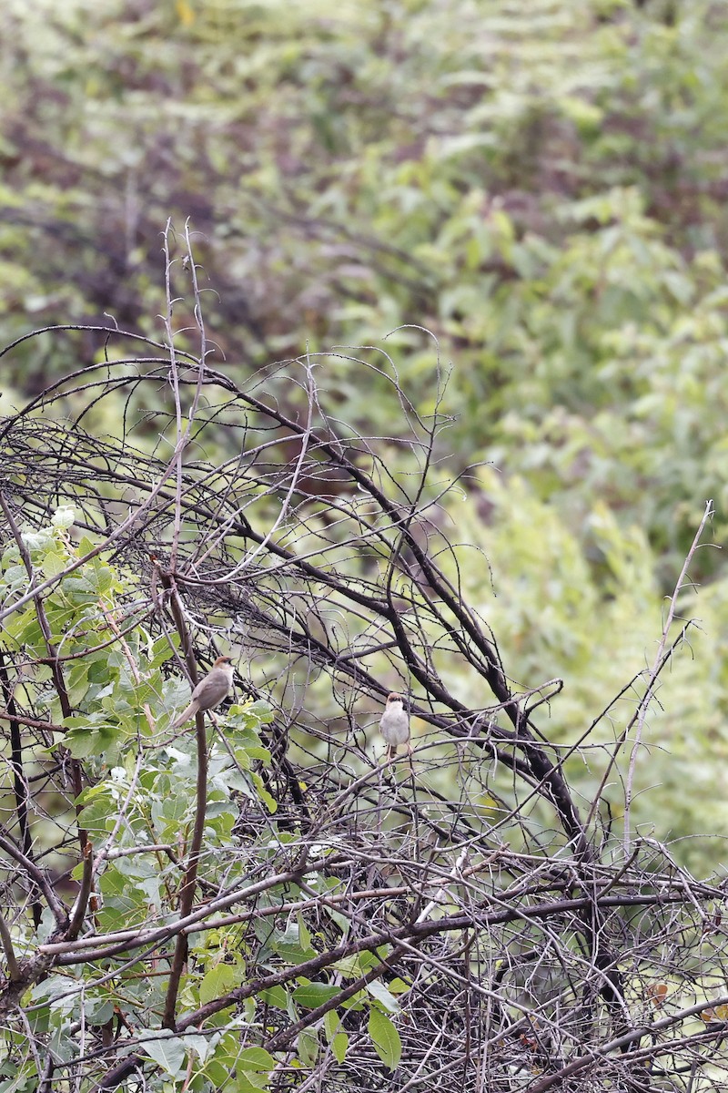 Black-lored Cisticola - ML570770451