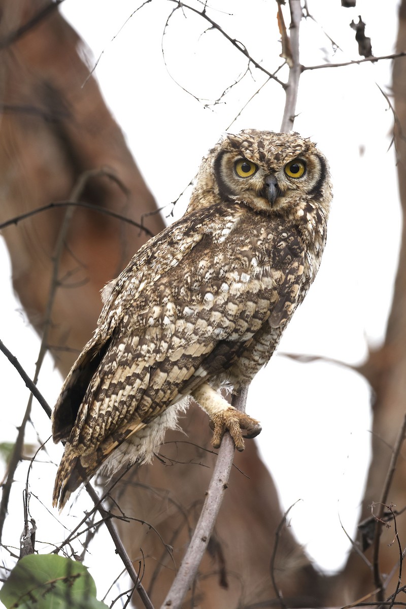 Spotted Eagle-Owl - ML570771271