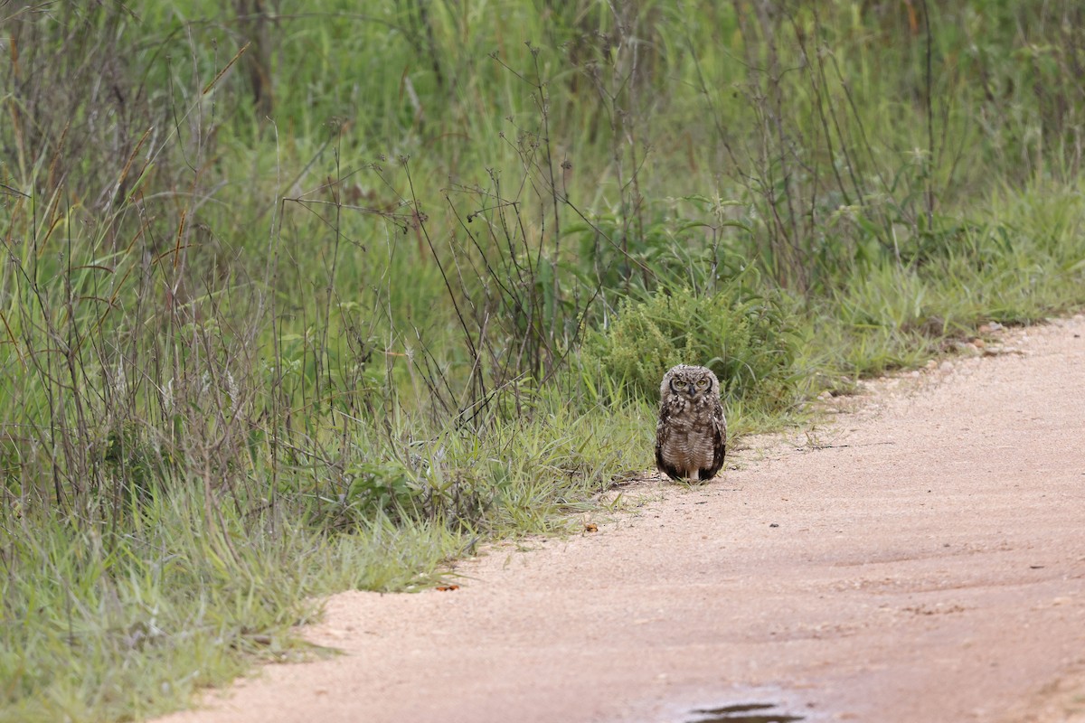 Spotted Eagle-Owl - ML570771281