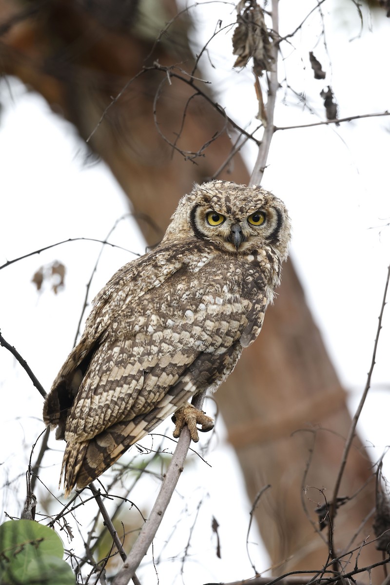 Spotted Eagle-Owl - ML570771291