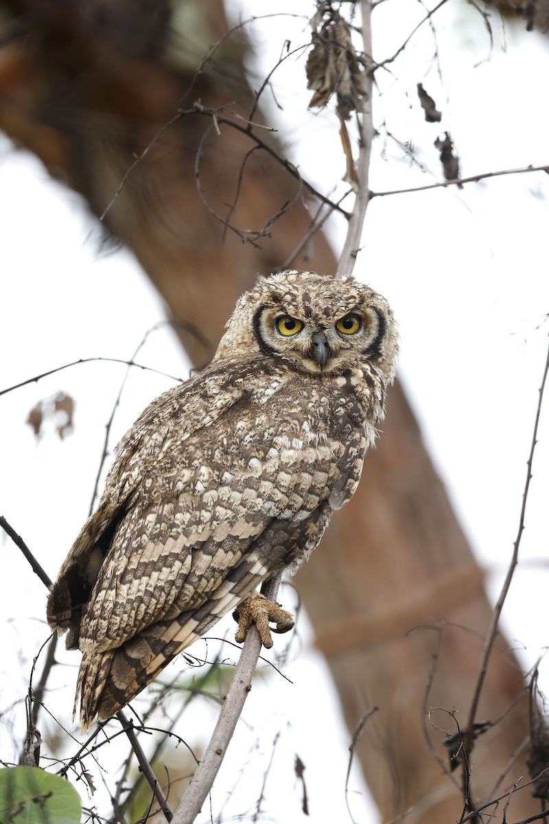 Spotted Eagle-Owl - ML570771301