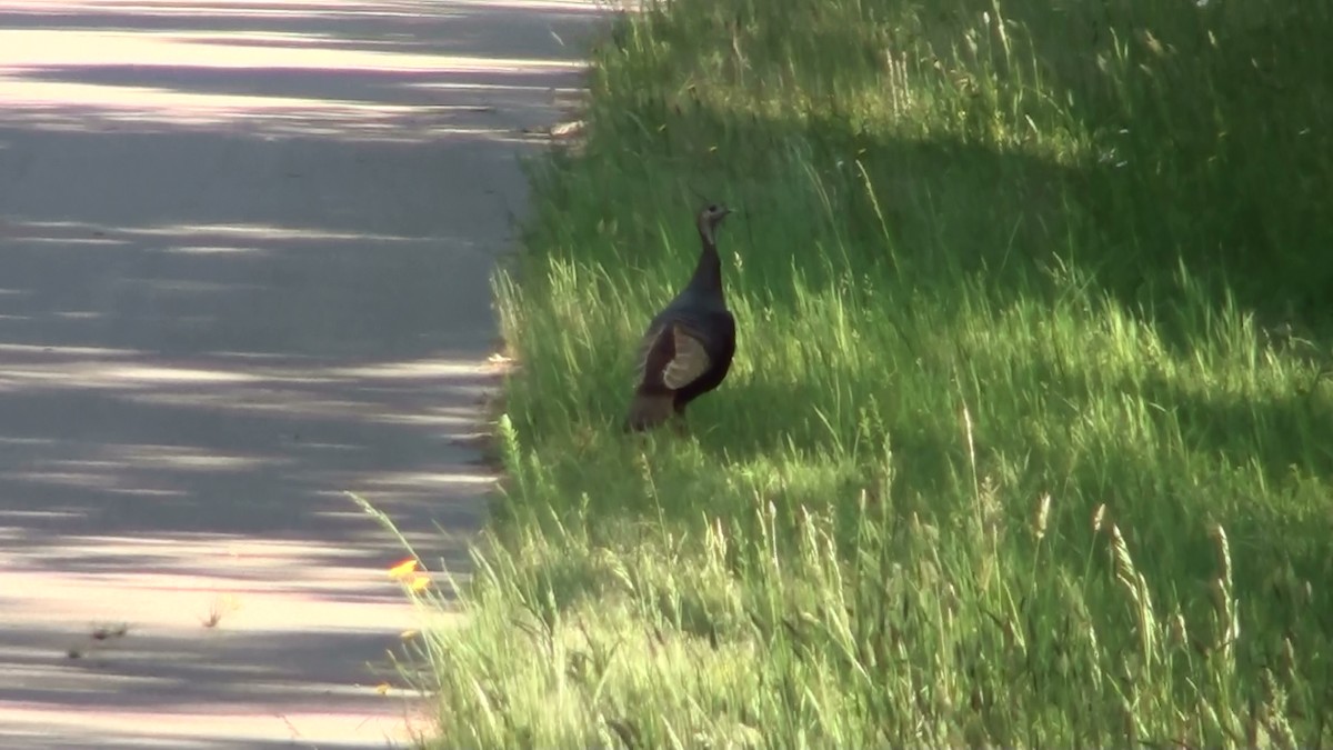 Wild Turkey - ML570771931