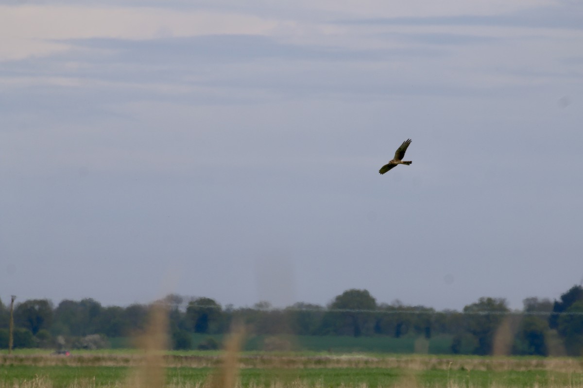 Aguilucho Cenizo - ML570772571