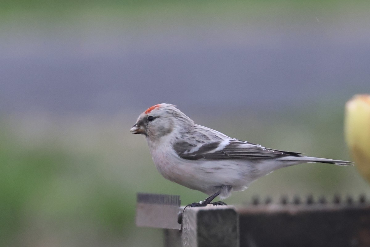 Hoary Redpoll - ML570772771