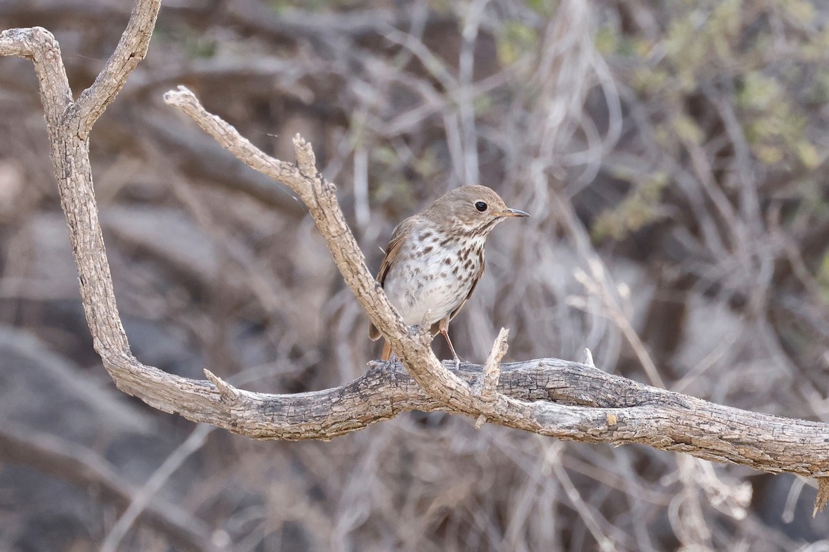 Hermit Thrush - ML570773681