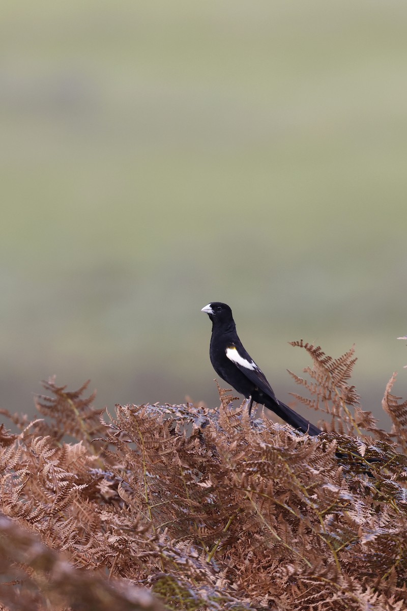 Buff-shouldered Widowbird - ML570773851