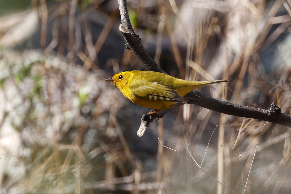 Wilson's Warbler - ML570773951