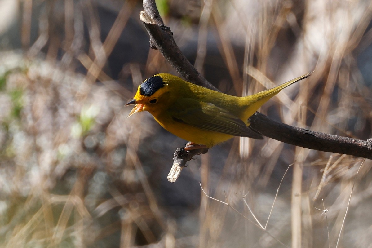 Wilson's Warbler - ML570773961