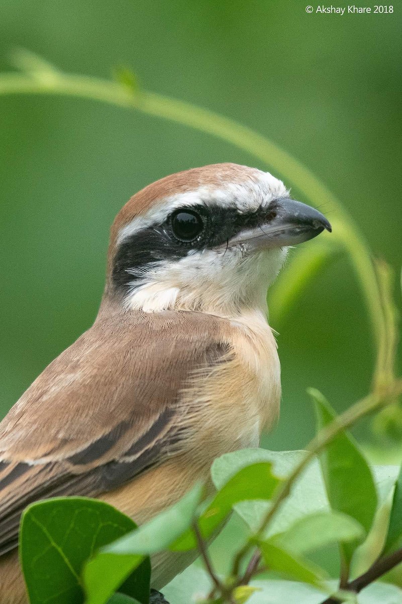 Brown Shrike - Akshay Khare