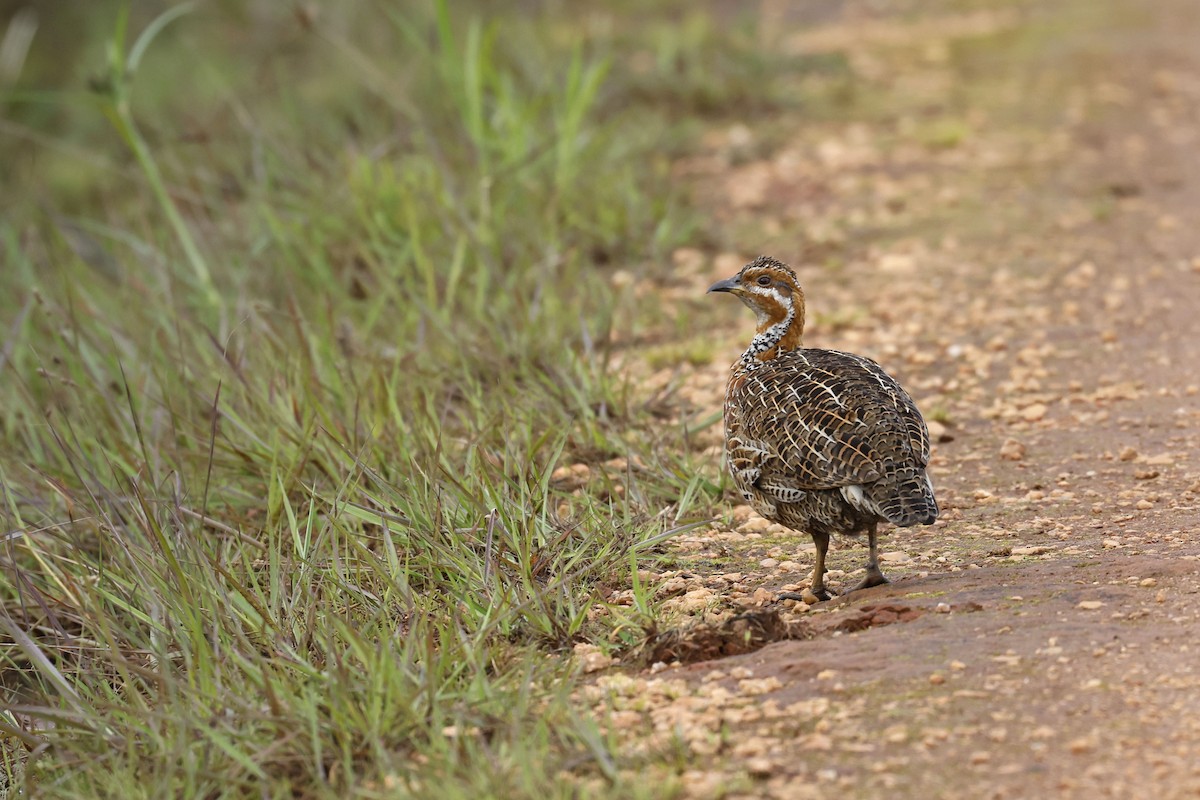 Red-winged Francolin - ML570774231