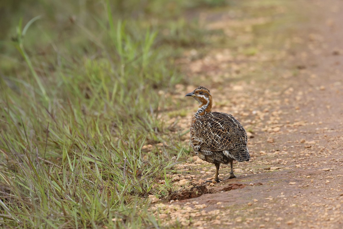 Red-winged Francolin - Daniel Branch