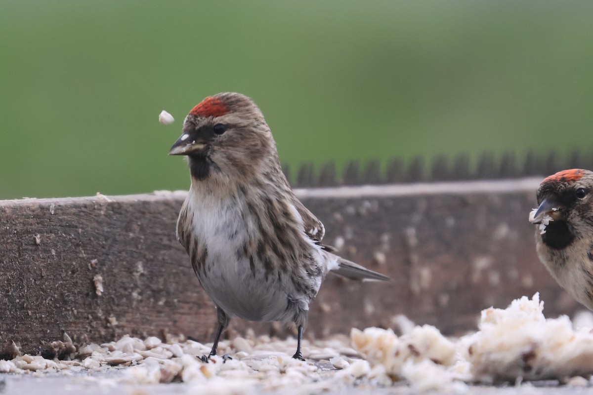 Common Redpoll (rostrata/islandica) - ML570775081