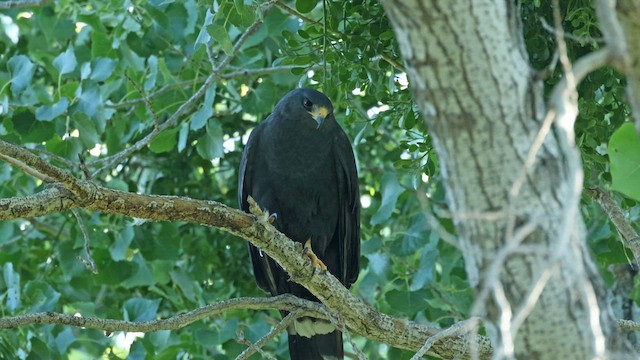 Zone-tailed Hawk - ML570776001